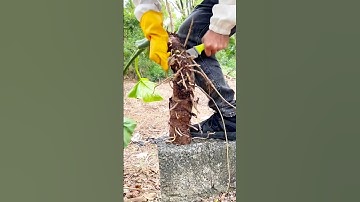 Genius Trick to Peel Big Taro Easily! #shorts