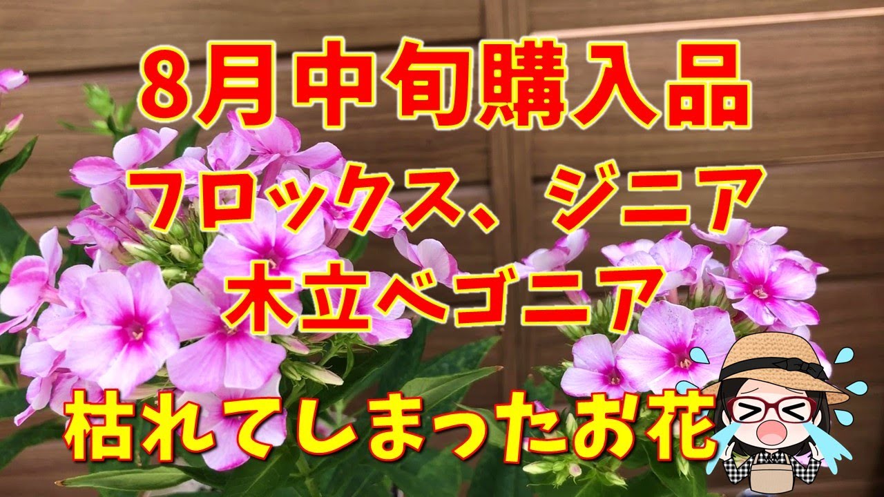 Clearance Items: 50 Yen Zinnia, 100 Yen Cane Begonia, 124 Yen