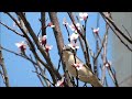 2023 28 03  Lesser Whitethroat flys from flower to flower   СЛАВКА САДОВАЯ  OT ЦВЕТКА K ЦВЕТКУ