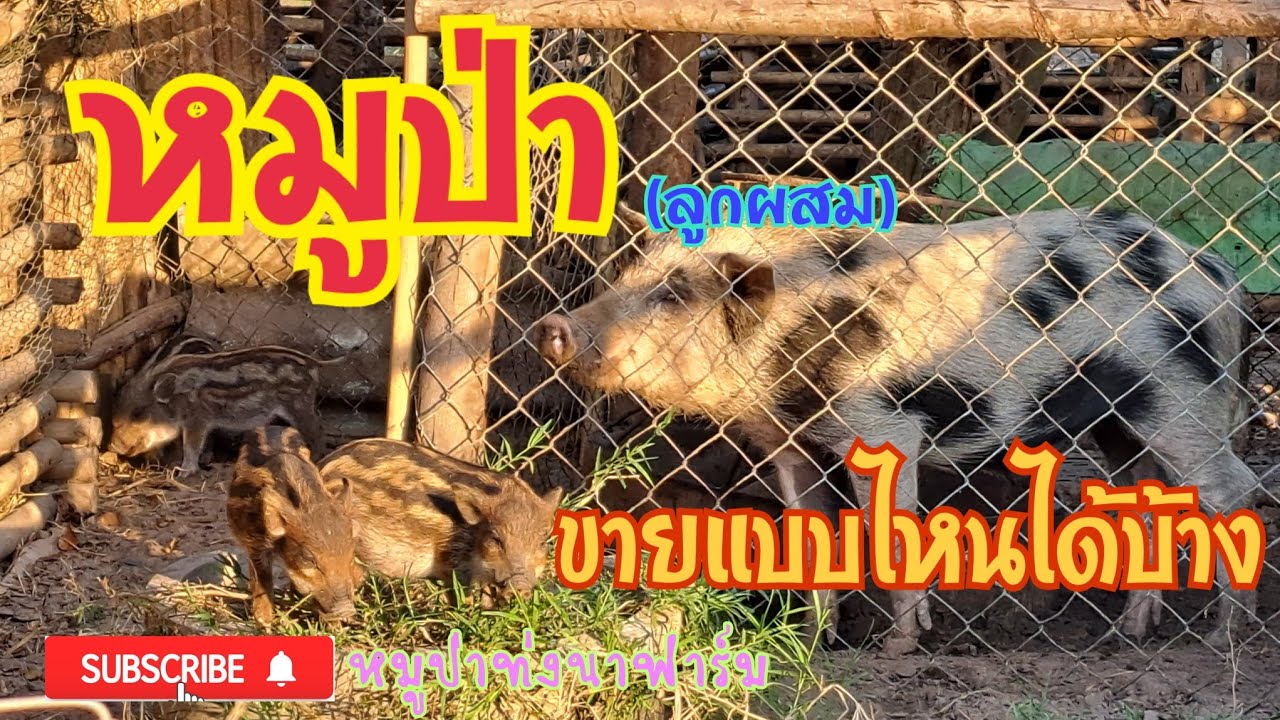 หมูป่า(ลูกผสม)ขายแบบไหนได้บ้าง #หมูป่าท่งนาฟาร์ม