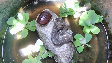 Nuôi Rùa Con chung với Rắn