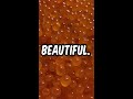 PREPPIN' IKURA 【Akira san's Sushi at Shorts】 【切り抜き】今が旬！いくらの仕込み　#shorts #redcaviar