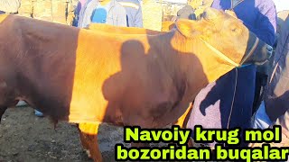 Peshko' Navoiy krug mol bozori buqalar narxlari 22/05/2022