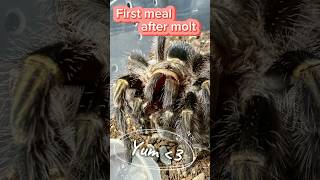 My Largest Tarantula So Far. Super Love Her Knees