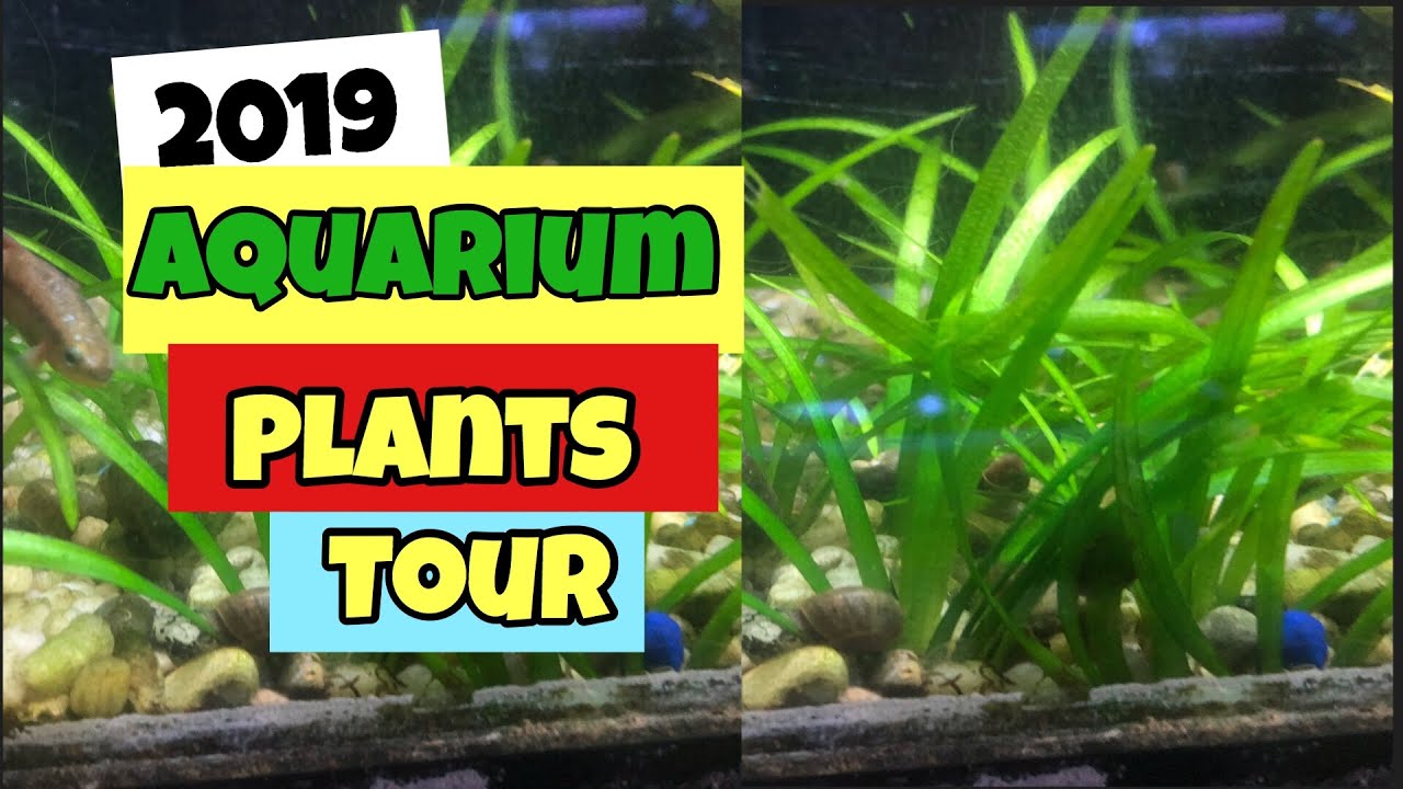 discus fish tank size 2019 Aquarium Plants Tour