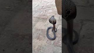 Mere Munne Bhool Na Jana Tu Apna Farj Nibhana😱 #snakevideo @Panchal_Ji_Snake_Expert ​⁠ #shorts