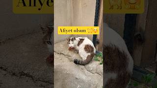 En Üstün Sadaka Aç Bir Canlıyı Doyurmaktir