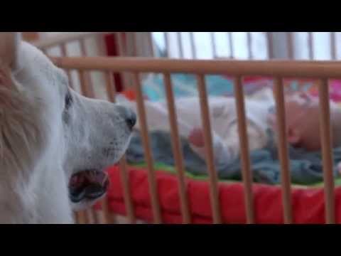 Video: Baby's Kennis Laten Maken Met Huisdieren