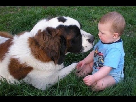 Video: Norfolk Terrier vs. Wheaten Terrier