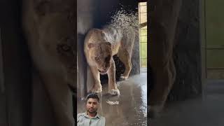 #lioness #zoo #shower #viralvideo #viral #viralshorts #trending #trendingshorts #roar #reaction 😘😘