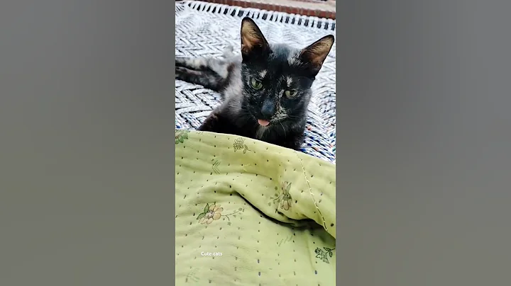 Video 5479511: cute catlover pets cats, catlover pets cats animal, kitten cats animals catlover, catlovers kitten adorablecats, adorable cats catlover baby, cat kitten cutest, cats animals cuteness asian, cats animals sweetness cuteness