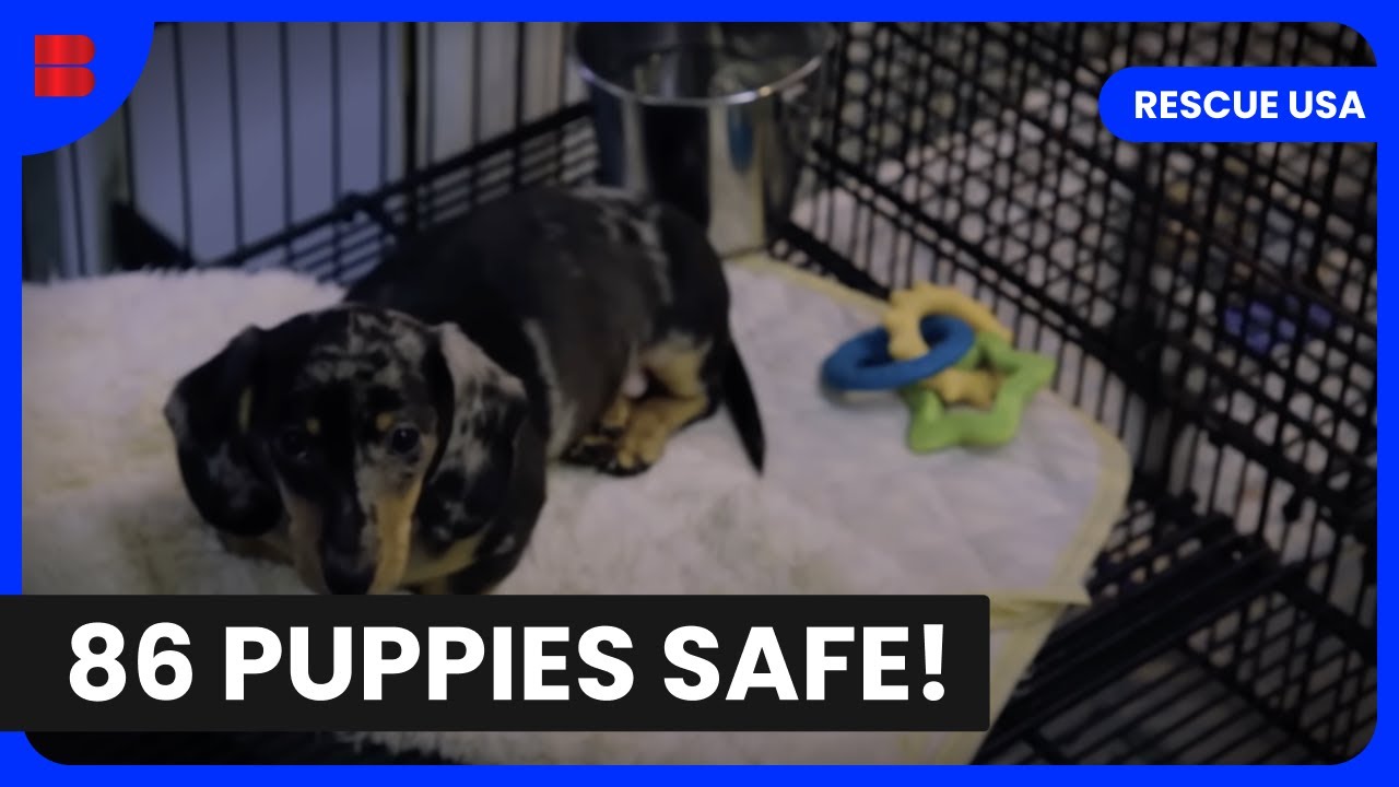 Hero Firefighters Save 86 Puppies - Rescue USA - Documentary - YouTube