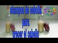 SHAMPOO DE CEBOLLA PARA  CRECER EL CABELLO