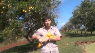 Tangelo farm