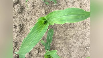 Agronomy Update - Yellowed Corn