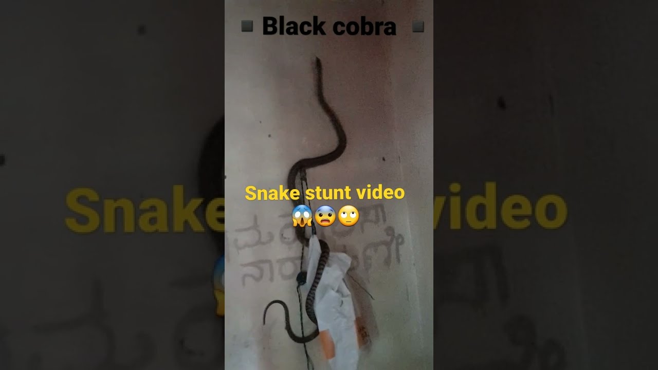 Black Cobra || snake stunt video || Snake in the WALL || Snake Stunt in the Wall || 😱😨🙄 Snake @ WALL