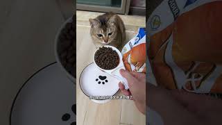 请问有没有给猫咪种牙成功的案例呀?#法米娜猫粮#新手养猫#法米娜鹌鹑南瓜