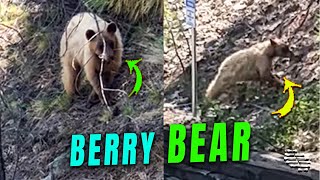 Young Bear Approaches a Resort Looking for Berry Trees