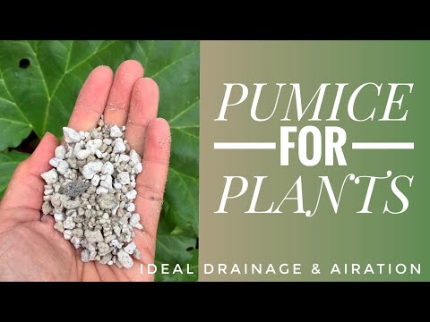 वीडियो: प्यूमिस के साथ रोपण - मिट्टी में संशोधन के रूप में झांवा का उपयोग कैसे करें