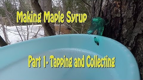 Making Maple Syrup Part 1- Tapping and Collecting