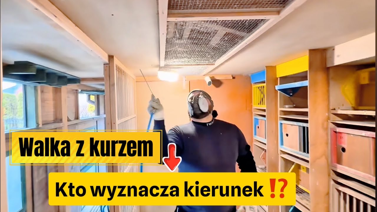 Kurz w gołębniku / kto wyznacza kierunki ?