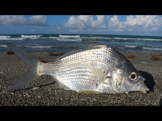 EATING The World's BEST Snook BAIT? -MOJARRA (Sand Perch)- Catch