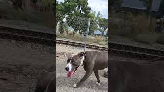 Meet Packer A Terrier, American Pit Bull Currently Available For Adoption 912023 34037 Pm