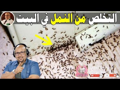 كيف اقتل النمل
