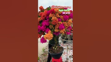 Ngũ sắc thái siêu to rực rỡ..#shortsvideos