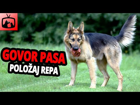 Video: Studija: Pas-govor poboljšava vezu između pasa i ljudi