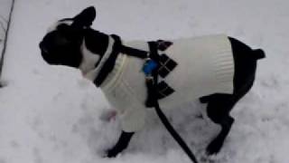 Willy Silly In The Snow