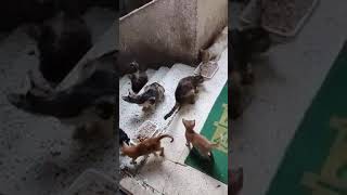 A KIND HEARTED PERSON FEEDING THIS FERALS/#LOVECATS#PETCATS