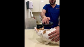 Microchip time💉 #cat #shorts