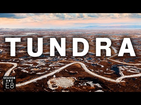Video: I 5 migliori tour della tundra dell'Alaska