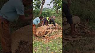 তাল গাছের নৌকা।#agriculture #farmer