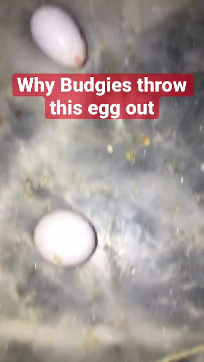 Why budgies throw this egg out #lovebirds #budgies #australianparrots #subscribe