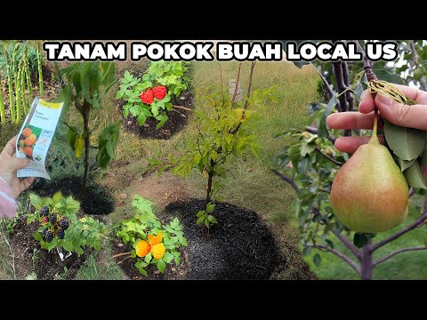 Video: Pokok Buah Tengah Utara – Menanam Buah di U.S. Utara Atas