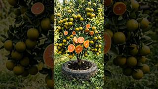 This Tiny Plant Is Full of Sweet Limes! 🍋🌱😳#shorts #viral #trending