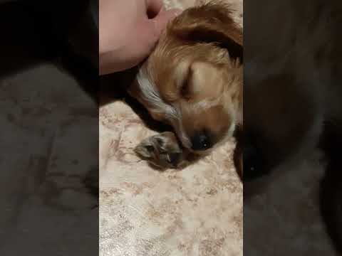 #приколысживотными #этожизнь #смешныеживотные #собаки #рекомендации #love