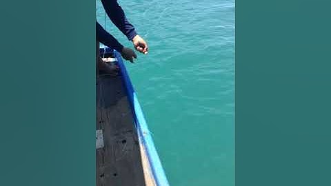 Câu cá bán đảo sơn trà