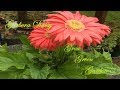 How to grow Gerbera daisies(indoor and outdoor)