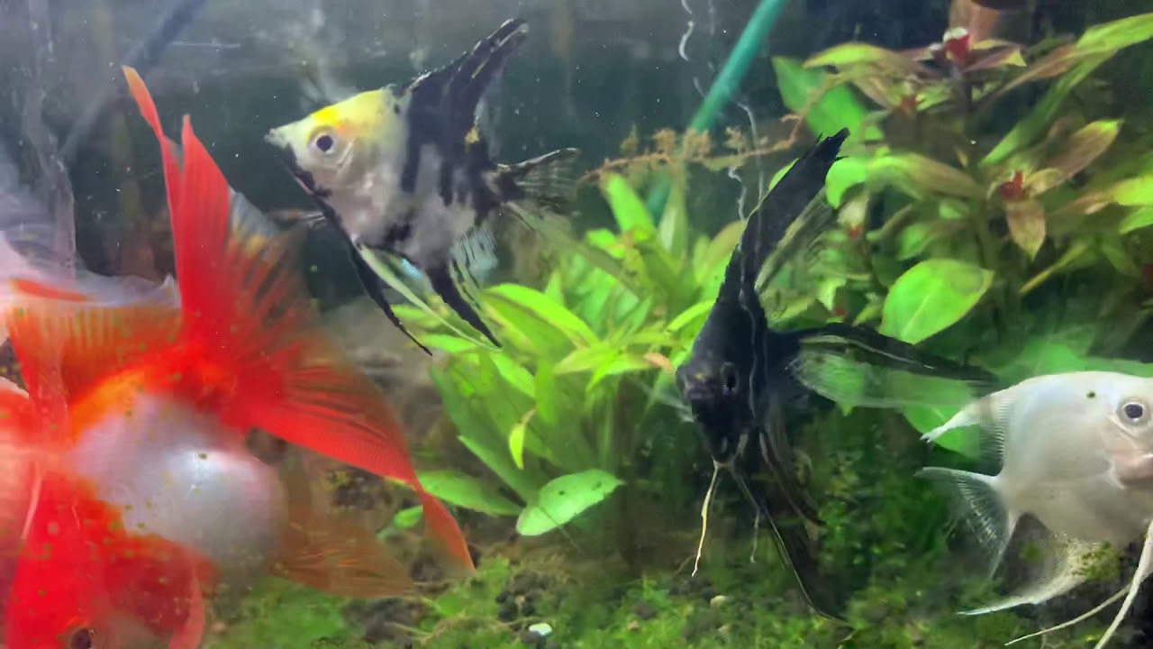 エンゼルフィッシュと金魚混泳 Youtube
