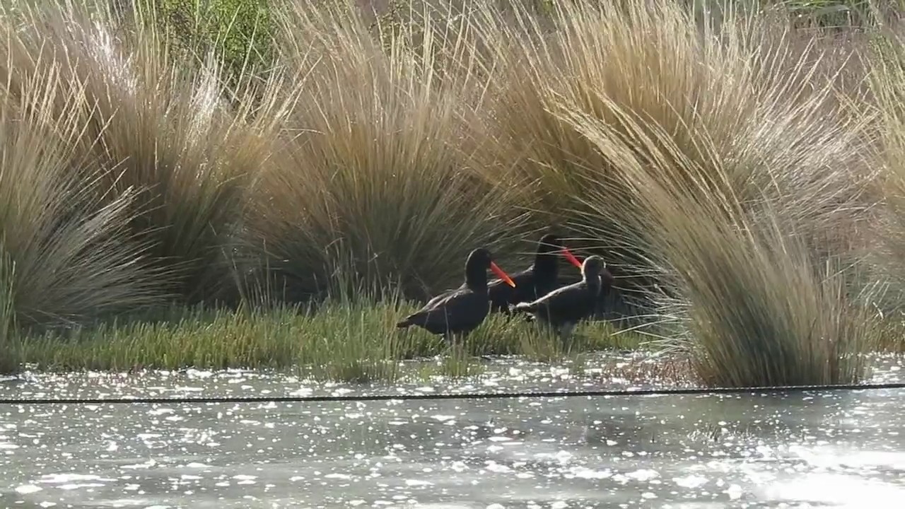 Save okura NZ Variable oyster catcher 