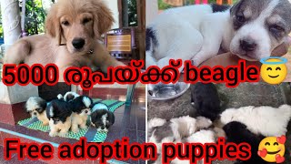 5000 രൂപയ്ക്ക്  beaglefree adoption puppieslow rate puppies & dogs  #petlovers #dogsale #adoption