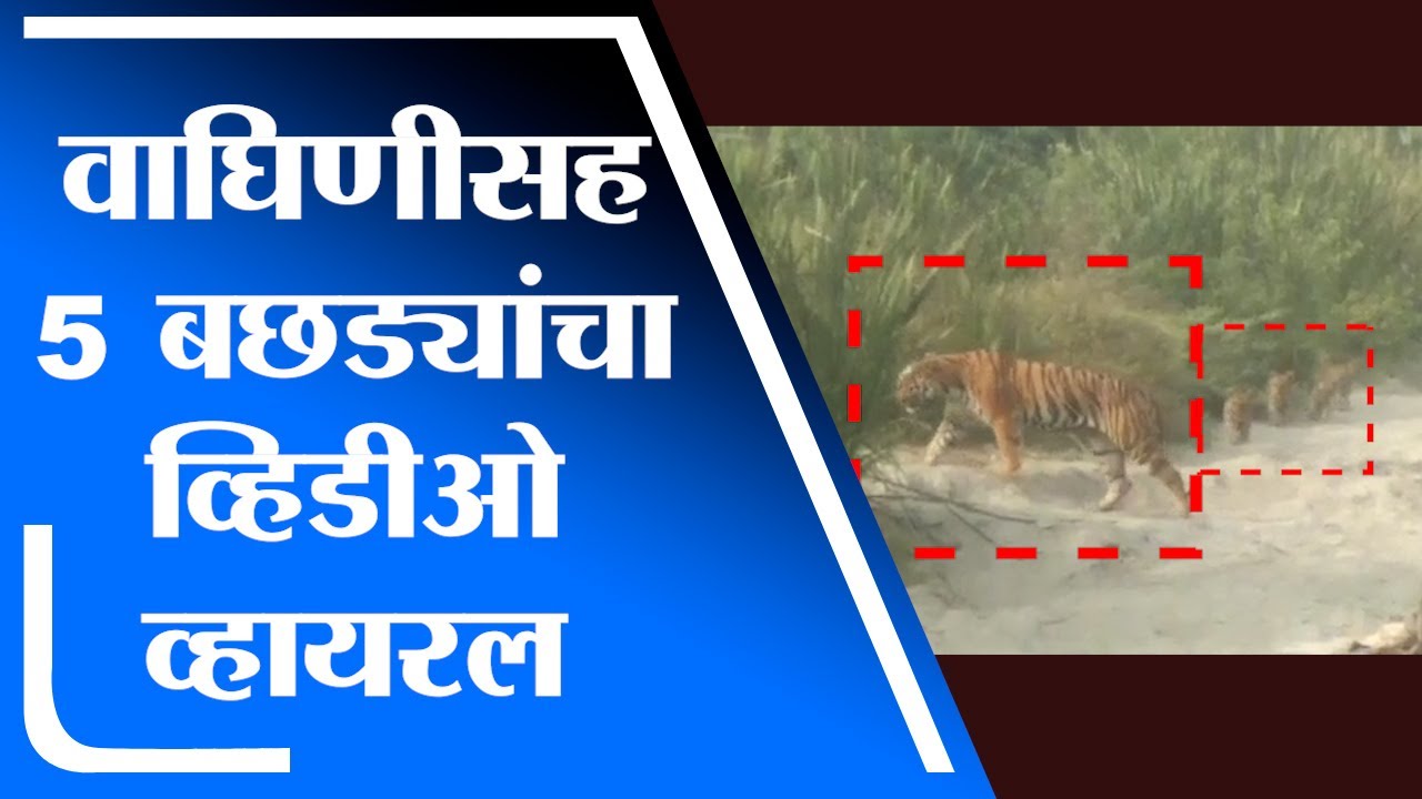 Chandrapur  Sighting of 5 calves with a tigress in Chandrapur video viral   tv9