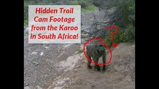 1st Trail Camera Video Footage from the Karoo, South Africa - 5 Wild Species!