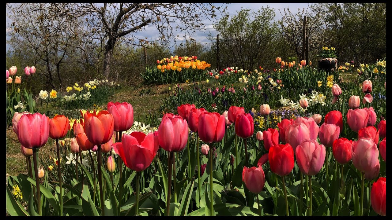 Пролет моя... | Едно видео за релакс и съзерцание.