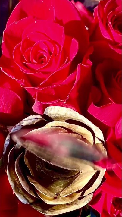 Every rose has its thorn….#customknives #dagger #roses