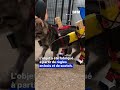 États-Unis: un refuge fabrique un fauteuil roulant pour aider un chaton à marcher