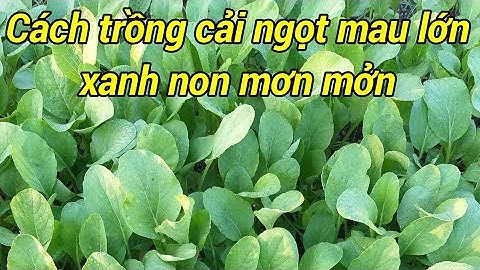Cách trồng cải ngọt từ lúc gieo hạt đến khi thu hoạch
